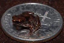 Loài động vật nào có xương sống nhỏ nhất thế giới?