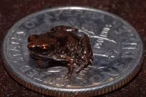 Loài động vật nào có xương sống nhỏ nhất thế giới?