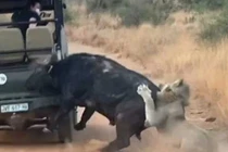 Trâu rừng đường cùng lao vào xe, tạm thoát hàm sư tử