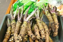 Loại cải "vừa cay vừa đắng", giá 2 triệu đồng/kg vẫn cháy hàng