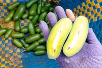 Độc lạ các loại trái cây rừng tràn xuống phố