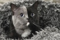 Những con mèo mặt hai màu nổi tiếng nhất thế giới