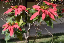 Trồng cây trước nhà không đúng cách, vận xấu bủa vây