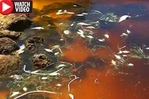"Nước đỏ như máu" giết chết hàng triệu sinh vật biển ở Mỹ