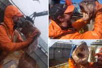 Lươn quái vật khổng lồ sa lưới, nhìn hình dáng ngư dân sợ hết hồn