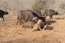 Video: Trâu rừng hùng hổ cứu bạn, thắng rồi lại bỏ đi