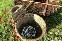 Chiêu độc săn cá suối của trẻ em vùng cao Nghệ An