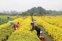 Loại hoa tiến vua có giá nửa triệu đồng/kg, dân thi nhau ra đồng hái