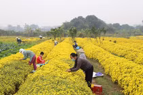 Loại hoa tiến vua có giá nửa triệu đồng/kg, dân thi nhau ra đồng hái
