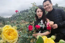 Mê mẩn vườn hoa hồng đẹp như tranh trị giá tiền tỷ