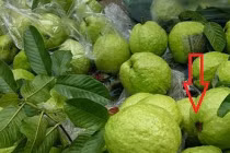 Cứ chọn đúng quả có điểm này là ổi giòn ngon tuyệt hảo