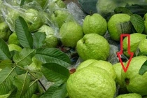 Cứ chọn đúng quả có điểm này là ổi giòn ngon tuyệt hảo