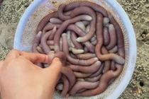 Nhìn phát khiếp, “thần dược” này vẫn giá cao ngất ngưởng