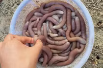 Nhìn phát khiếp, “thần dược” này vẫn giá cao ngất ngưởng