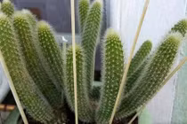 4 loại cây xanh không nên trồng trong nhà để tránh hao tài