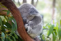 Lạ lùng những loài động vật "lười biếng" nhất thế giới