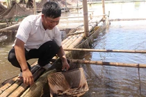 “Bắt” cá bống bớp đẻ theo ý muốn, kiếm 5 tỷ đồng/năm