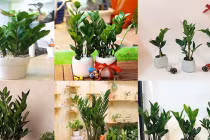 6 loại cây cứ đặt trong phòng làm việc là không lo túng thiếu