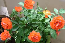 Bí kíp trồng hoa hồng bằng cành nhanh, gọn mà cây vẫn ra hoa to