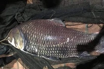 Cá hô khủng nặng hơn 100kg vẫn bán bất chấp lệnh cấm