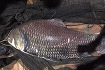 Cá hô khủng nặng hơn 100kg vẫn bán bất chấp lệnh cấm