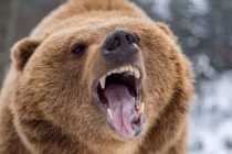 Video: Mẹo sinh tồn khi bị gấu hoang dã tấn công