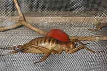 Những xứ sở của loài côn trùng khổng lồ