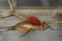 Những xứ sở của loài côn trùng khổng lồ