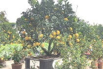 Siêu phẩm 'siêu bưởi', trâu cõng quất đã sẵn sàng xuất vườn