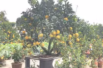 Siêu phẩm 'siêu bưởi', trâu cõng quất đã sẵn sàng xuất vườn