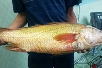 Liên tiếp bắt được cá sủ vàng giá tiền tỷ