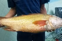 Liên tiếp bắt được cá sủ vàng giá tiền tỷ