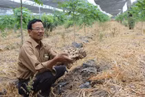 Bị lừa trồng gừng sạch, nhiều nông dân Gia Lai mất hàng trăm triệu