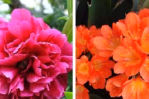 5 loài hoa phong thủy giúp mang đến phú quý, vinh hoa cho gia chủ