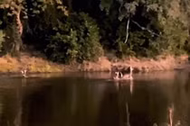 Video: Chó hoang tung chiêu săn mồi kỳ lạ