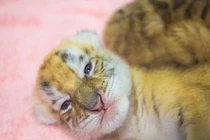 Hổ hoàng kim siêu quý hiếm chào đời ở Trung Quốc