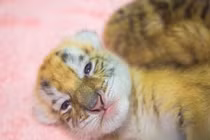 Hổ hoàng kim siêu quý hiếm chào đời ở Trung Quốc