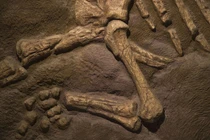 Sửa nhà tá hoả phát hiện bộ xương nghi của khủng long