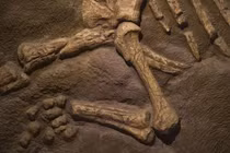 Sửa nhà tá hoả phát hiện bộ xương nghi của khủng long