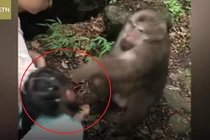 Video: Bị trêu chọc, khỉ "giận cá chém thớt", đấm thẳng mặt bé gái