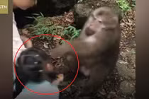 Video: Bị trêu chọc, khỉ "giận cá chém thớt", đấm thẳng mặt bé gái