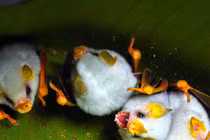 Video: Loài dơi trắng tí hon - Pokémon phiên bản đời thực