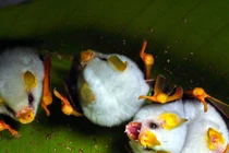 Video: Loài dơi trắng tí hon - Pokémon phiên bản đời thực