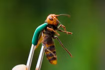 Video: Ong sát thủ liều mạng tấn công tổ ong mật và cái kết 