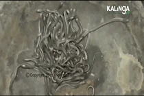 Video: 100 con rắn hổ mang con bò nhung nhúc trong nhà dân