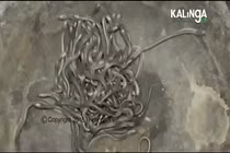 Video: 100 con rắn hổ mang con bò nhung nhúc trong nhà dân