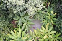 Video: Độc đáo hồ nước xanh sủi bọt, ẩn trong rừng chuối ở Brazil