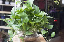 7 cây cảnh hút sạch bức xạ máy tính