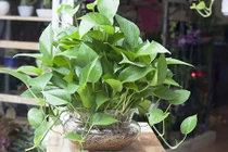 7 cây cảnh hút sạch bức xạ máy tính