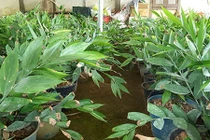 Giống gừng hoang “thơm" mùi bọ xít, bán 500 ngàn/kg